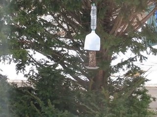 House Finch on Feeder