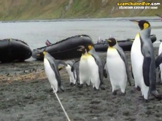 Penguenlerin İple İmtihanı