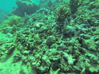 Australie- Queensland: Plongé sur la Grande Barrière de Corail I