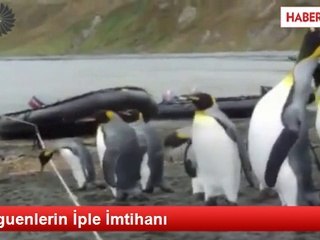 Penguenlerin İple İmtihanı