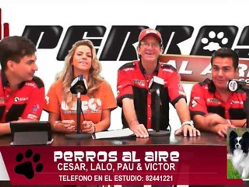 13. PERROS AL AIRE. Los perros inteligentes y los torpes, Expo Bulldog Mty 2014