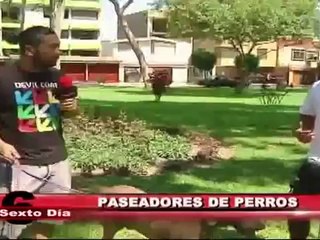 Paseadores de perros: un oficio que gana terreno en Lima