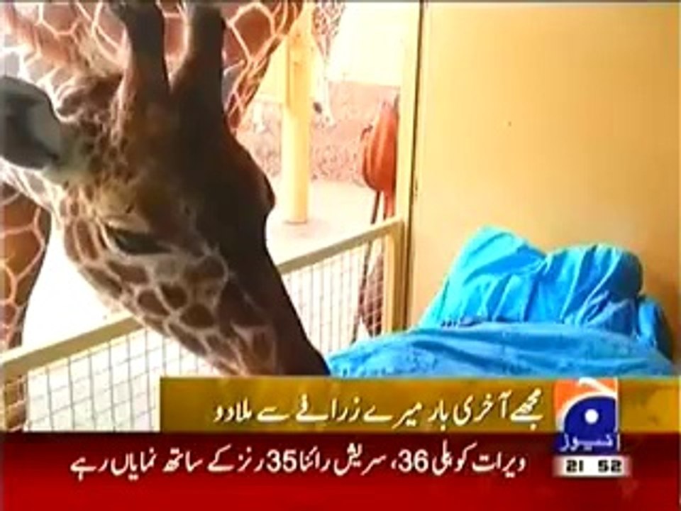 Heart Touching Story from Zoo in Holland