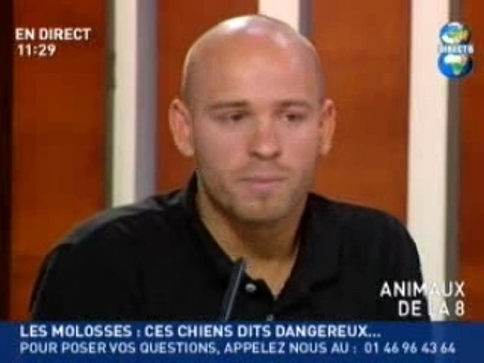 reportage amstaff rott pit...