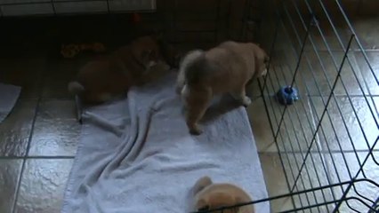 chiots Houna Harry 2014