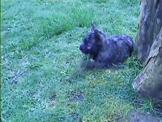 toujours à jouer ou à faire des bêtises