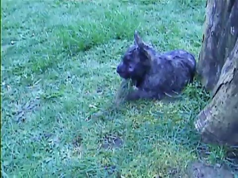 toujours à jouer ou à faire des bêtises