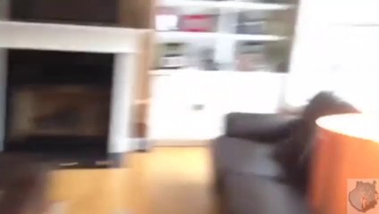 Dogs play ¡¡The Floor is Lava !!