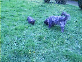 Chanel et Jaudy à midi