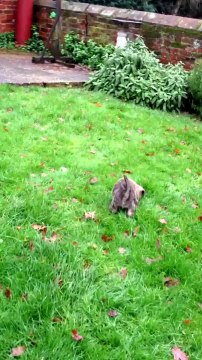 Cairn Terrier Puppy's Adorable Play-Time in Back Yard