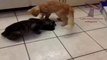 Adorable cats and dogs fighting at Dinner time!
