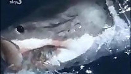Woman Hand feeding a White Shark