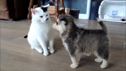 Télécharger la video: Curious Puppies Adorably Investigate Patient Cat