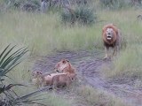 Des bébés lions essaient de Rugir comme leur papa! RRRrrrrrrrr