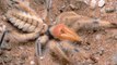 Camel Spiders and other Huge Arachnids - Documentary 2014 Video