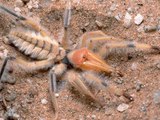 Camel Spiders and other Huge Arachnids - Documentary 2014 Video