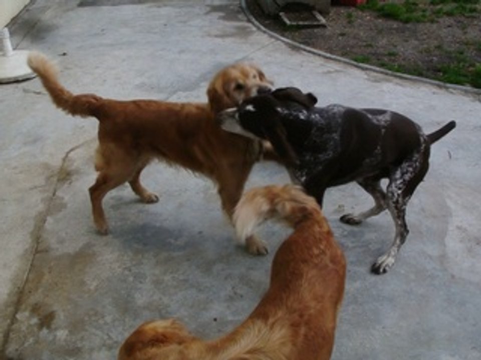 BRAQUES ALLEMANDS et GOLDEN RETRIEVER en mode JEUX