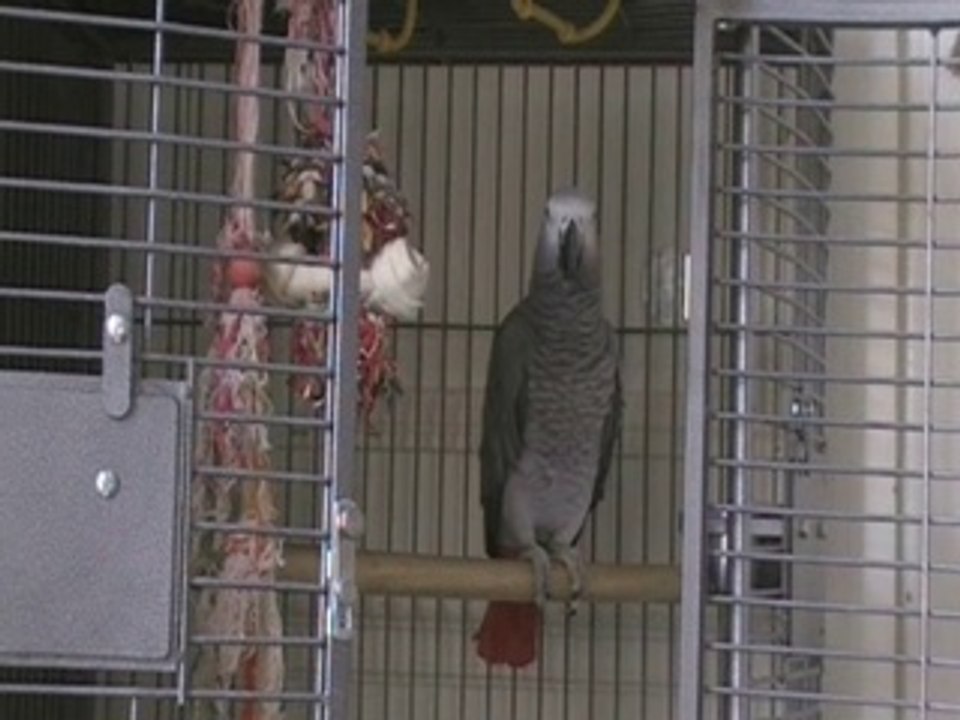 Pet Sec Best Of