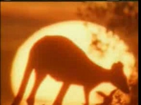 Islam - Les Miracles Du Coran-1