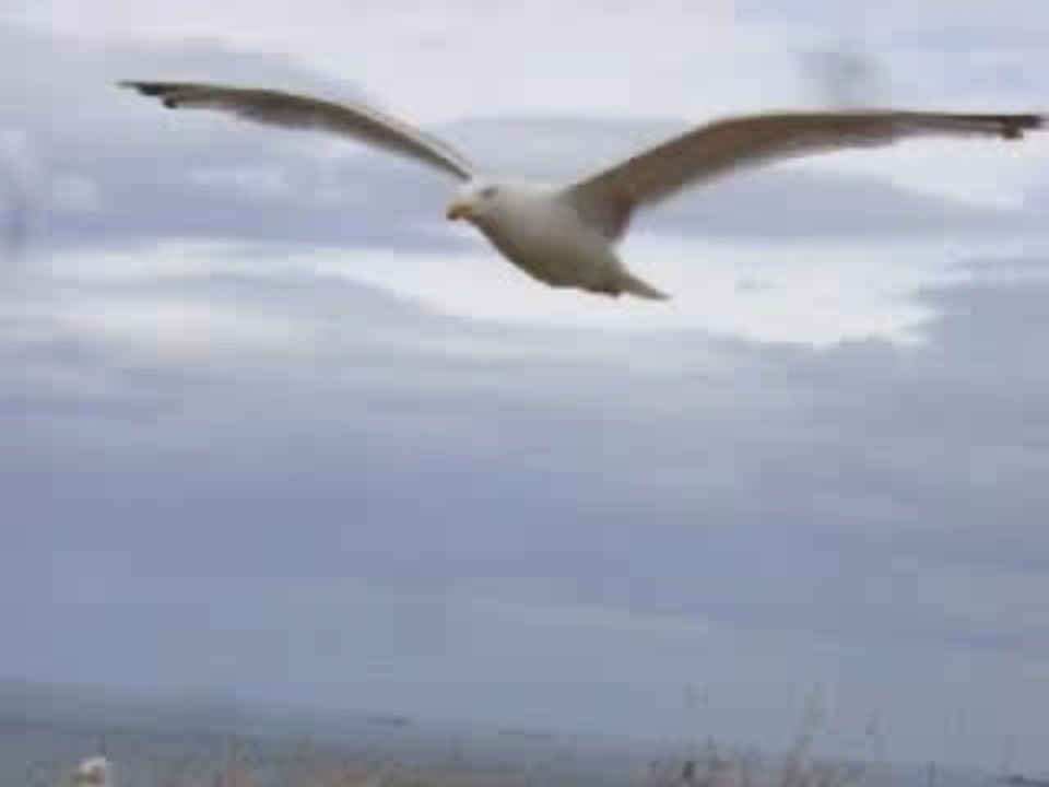 Une mouette, ça vole ...