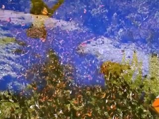 Buchidindron : le teasing