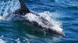 Nature Shock: When Killer Whales Attack - Documentary 2014 HD