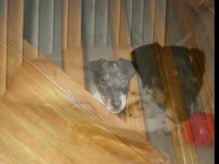 Jack Russell Terrier nommée Astuce