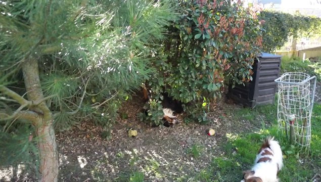 Sara Ermès Oxa dans le jardin printemps 2014