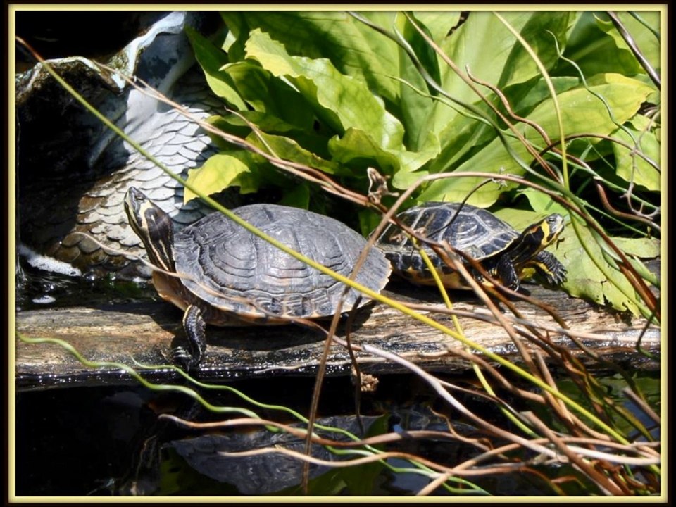 Tortues conseils