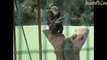Chimpanzee smoking cigarette