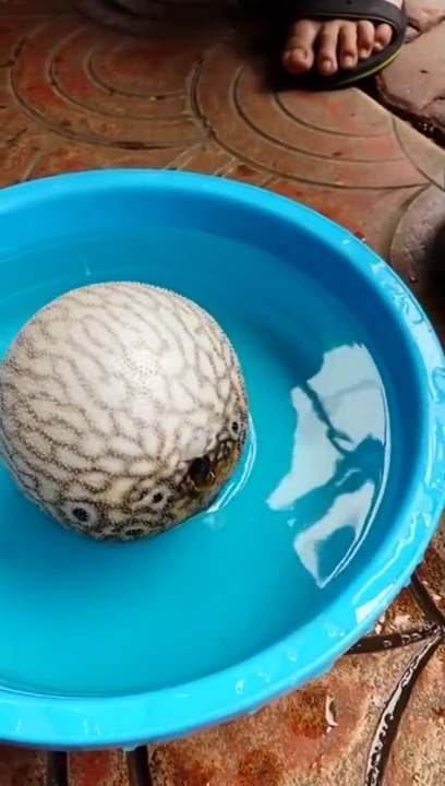 Balon Balığının Tehlike Anında Kendini Koruması