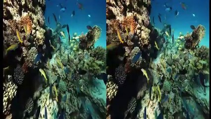 PINKAU Stereo 3D Showreel 2011