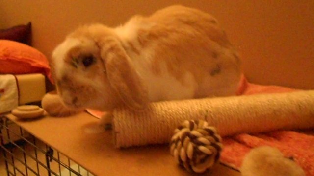 Smarties, petit repas de lapin servi