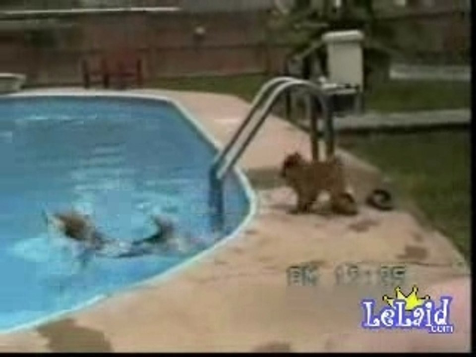 Les joies de la piscine gag