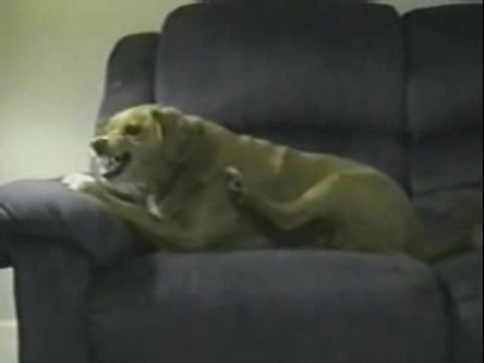 le chien le plus con