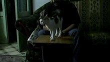 My Cat
