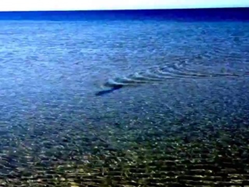 Colourful Mahi-Mahi Beaches Itself in Western Australia