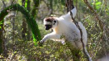 Island of Lemurs  Madagascar - Behind the Scenes Featurette [HD]