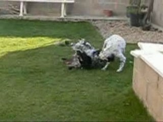 Jeu des chiens