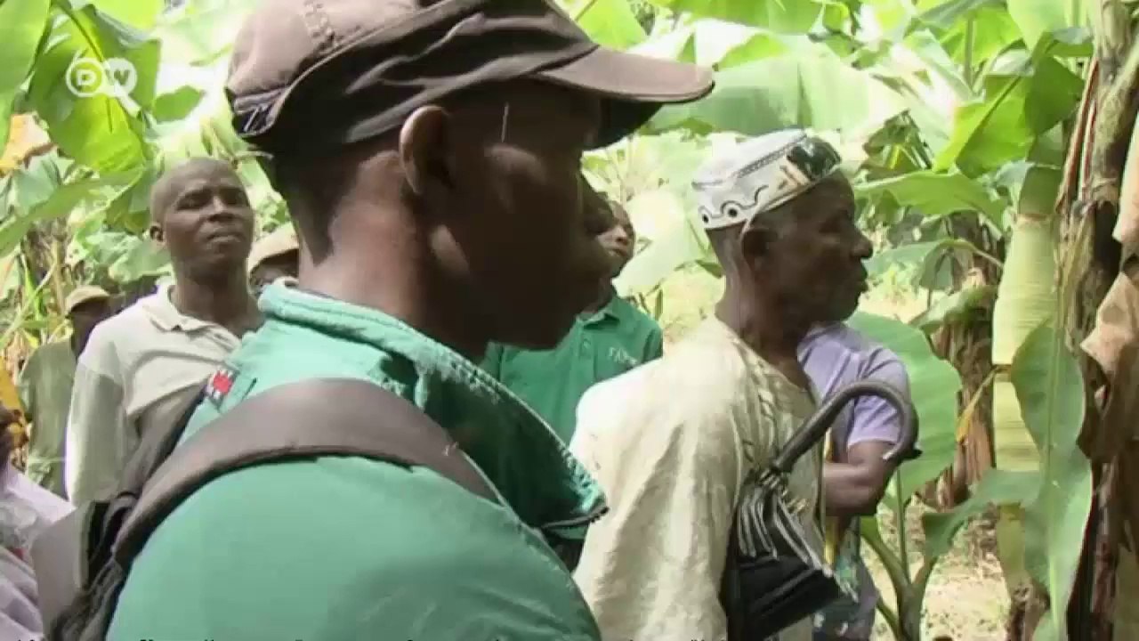 African Stories : Bananen aus Guinea - mehr Wirtschaft, mehr Wohlstand | Global 3000