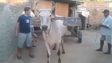 Amazing video of Cow must watch.