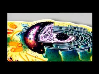 Hücredeki eşsiz üretim (1.bölüm)