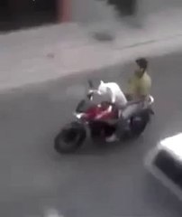 Dog driving a motorcycle! Hilarious...