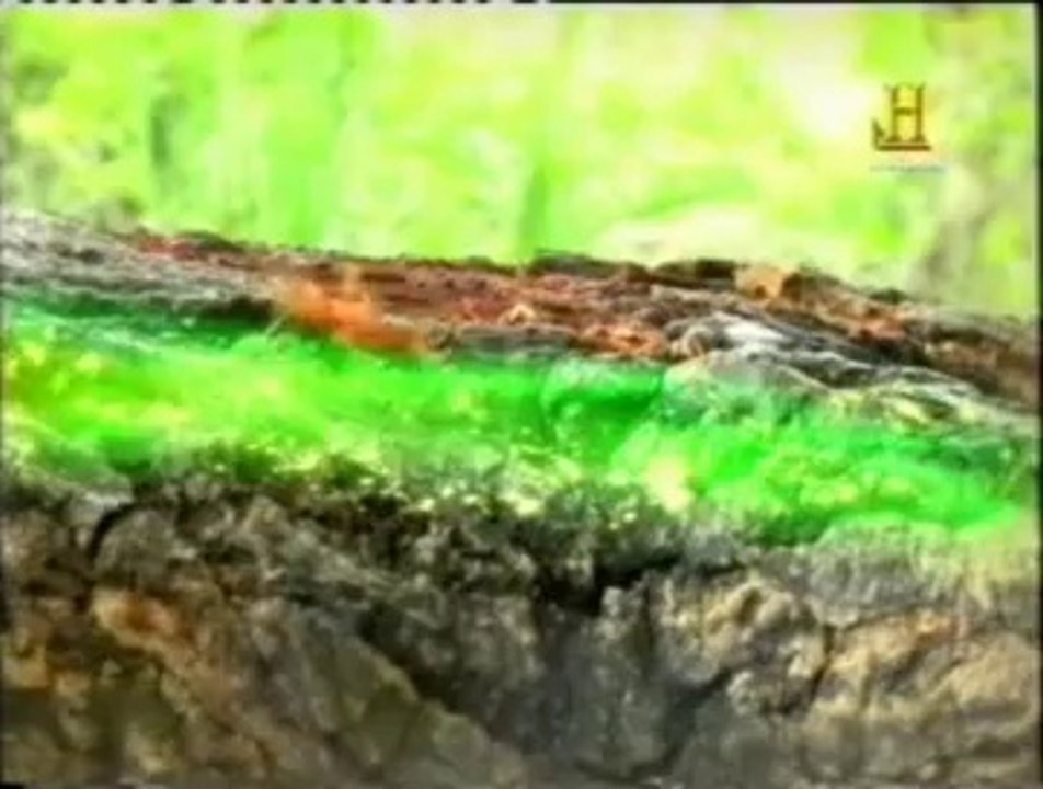 Feromonas: Comunicacion animal