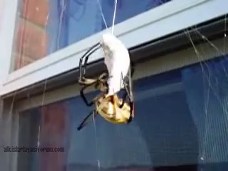 3 Dakikada Canlı Eşek Arısını Mumyalayan Örümcek