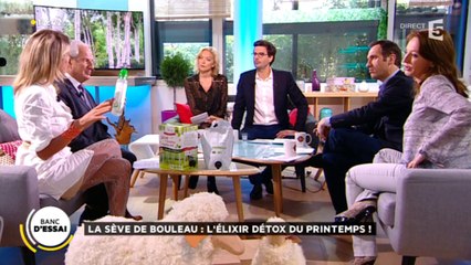 La sève de bouleau : l’élixir miracle du printemps