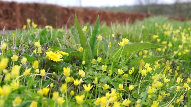 Pays d'Auge et pays d'Ouche