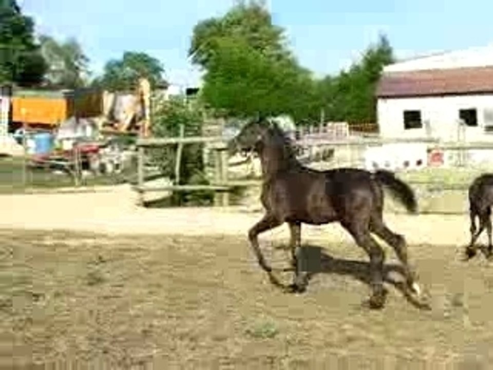 poulains 2006 du haras d'Orrouy, psar