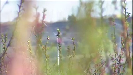 TV3 - telenotícies - Crear gel per evitar gelades als conreus