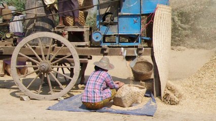 Birmanie Battage des pois chiches
